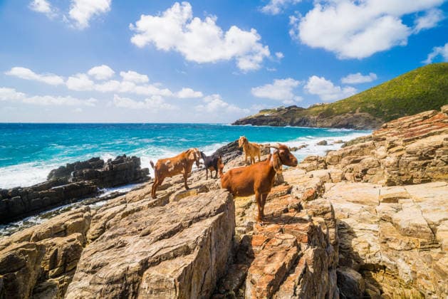 Creative Highlights World #2 A herd of goats on a sunny coastal cliff Sint Maarten, North Holland, Netherlands CR_JDIP260619C-2053495-01
