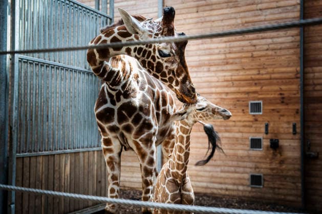 Giraffe calf born at Copenhagen Zoo Newborn giraffe calf in the stable with its mother at Copenhagen Zoo on Monday, June 22, 2026. The birth occurred on Monday, June 22 in the morning. A giraffe is pregnant for about 15 months and gives birth to one calf, which at birth is almost two meters tall and weighs 50-60 kilos. (Photo: Sebastian Elias Uth Ritzau Scanpix) , Denmark *** Giraffe Calf Born at Copenhagen Zoo A newborn giraffe calf in the stable with its mother at Copenhagen Zoo on Monday, June 22, 2026. The birth took place on Monday, June 22 in the morning. A giraffe is pregnant for about 15 months and gives birth to one calf, which at birth is almost two meters tall and weighs 50–60 kilos. Photo by Sebastian Elias Uth, Ritzau Scanpi  Copyright: SebastianxEliasxUthx spdk20260622-165929-L