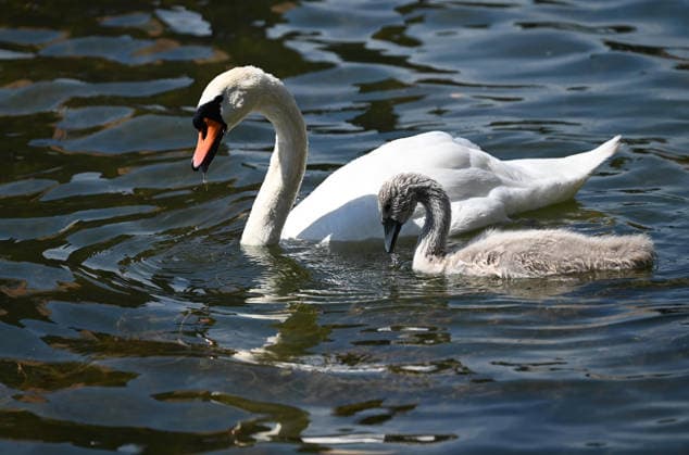 Ein Schwan schwimmt mit seinen Kueken, Schwanenfamilie, im Duisburger Innenhafen, in Duisburg am 22.06.2026, *** A swan swims with its cygnets—a swan family—in Duisburgs inner harbor on June 22, 2026,,detected_source_language