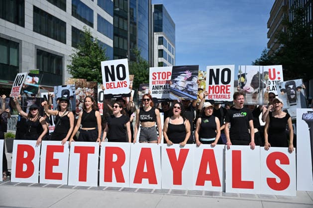 Animal rights activists demonstrate near EU Commission in Brussels for Welfare Reform BRUSSELS, BELGIUM - JUNE 22: Animal rights activists hold placards featuring images of farm animals and slogans like Stop Betraying Animals and Citizens and Farm Industry Out of EU Commission during a protest near the European Commission building in Brussels, Belgium on June 22, 2026. The group gathered to demand comprehensive animal welfare reforms and stricter regulations across the European Union. Dursun Aydemir Anadolu Brussels Belgium. Editorial use only. Please get in touch for any other usage.  Copyright: x2026xAnadoluxDursunxAydemirx