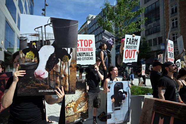 Animal rights activists demonstrate near EU Commission in Brussels for Welfare Reform BRUSSELS, BELGIUM - JUNE 22: Animal rights activists hold placards featuring images of farm animals and slogans like Stop Betraying Animals and Citizens and Farm Industry Out of EU Commission during a protest near the European Commission building in Brussels, Belgium on June 22, 2026. The group gathered to demand comprehensive animal welfare reforms and stricter regulations across the European Union. Dursun Aydemir Anadolu Brussels Belgium. Editorial use only. Please get in touch for any other usage.  Copyright: x2026xAnadoluxDursunxAydemirx