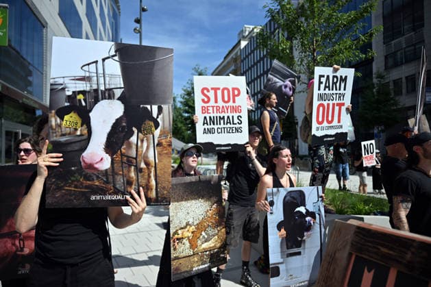 Animal rights activists demonstrate near EU Commission in Brussels for Welfare Reform BRUSSELS, BELGIUM - JUNE 22: Animal rights activists hold placards featuring images of farm animals and slogans like Stop Betraying Animals and Citizens and Farm Industry Out of EU Commission during a protest near the European Commission building in Brussels, Belgium on June 22, 2026. The group gathered to demand comprehensive animal welfare reforms and stricter regulations across the European Union. Dursun Aydemir Anadolu Brussels Belgium. Editorial use only. Please get in touch for any other usage.  Copyright: x2026xAnadoluxDursunxAydemirx