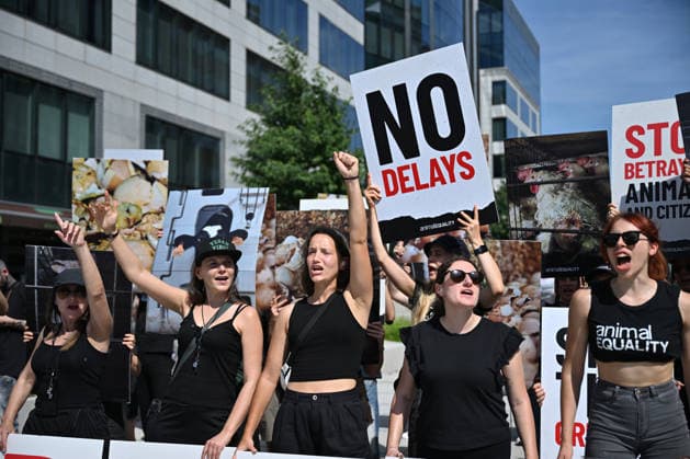 Animal rights activists demonstrate near EU Commission in Brussels for Welfare Reform BRUSSELS, BELGIUM - JUNE 22: Animal rights activists hold placards featuring images of farm animals and slogans like Stop Betraying Animals and Citizens and Farm Industry Out of EU Commission during a protest near the European Commission building in Brussels, Belgium on June 22, 2026. The group gathered to demand comprehensive animal welfare reforms and stricter regulations across the European Union. Dursun Aydemir Anadolu Brussels Belgium. Editorial use only. Please get in touch for any other usage.  Copyright: x2026xAnadoluxDursunxAydemirx