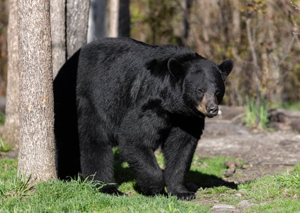 American Black Bear Walking at Forest Edge Orr, Minnesota, United States R_MQJA260623-2064805-01