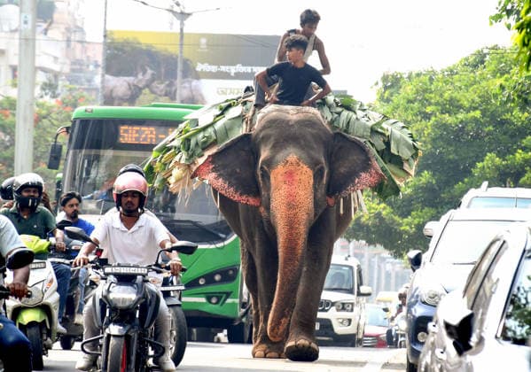 An elephant walks on the busy road of Guwahati Guwahati, Jun 24 (ANI): Mahouts on an elephant make their way through a busy city road, in Guwahati on Wednesday. Guwahati Assam India Copyright: xANIx ANI_20260624312