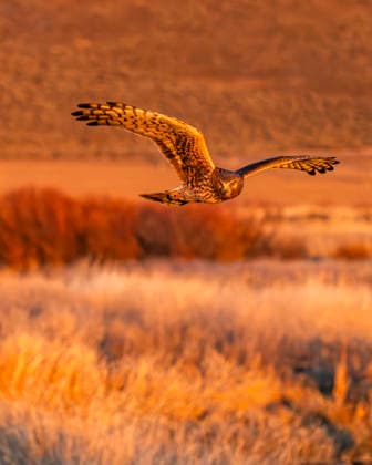Creative Highlights World #2 Harrier Hawk hunting over river at sunset USA,Idaho,Bellevue, 20.02.2026, ,property released TTBB_tbs5134267.jpg, Outdoors,Orange Color,One Animal,Animals,Sunset,Animals In The Wild,No People,Bird,Nature,Flying,Landscape - Scenery,Grass,Scenics - Nature,Reeds,Idyllic,River,Tranquil Scene,Riverbank,Sunlight,Animal Hunting,Bird Of Prey,Harrier Hawk,Vertical,USA,Idaho,Bellevue Copyright: xTetraxImages StevexSmithx