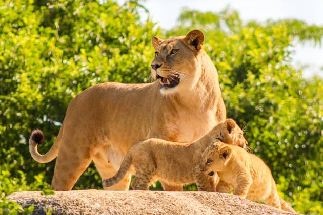 Accompanied by Asma, their four-year-old mother, the two lion cubs, Isis and Inaya, take their first steps at the Paris Zoological Park in France on June 24, 2026. these two two-month-old lionesses embody hope for the conservation of Northern Lions. They are the first lion cubs born here since 2016 at this zoo, which is part of the National Museum of Natural History in Paris. Enzo Hingant Bertrand Bestimage Accompanied by their four-year-old mother, Asma, two lion cubs—Isis and Inaya—take their first steps at the Paris Zoological Park in France on June 24, 2026. These two two-month-old lionesses embody hope for the conservation of North African lions. They are the first lion cubs to be born at this zoo—part of the National Museum of Natura  Copyright: xEnzoxHingant-Bertrandx xBestimagexEnzoxHingant-Bertrandx xBestimagex