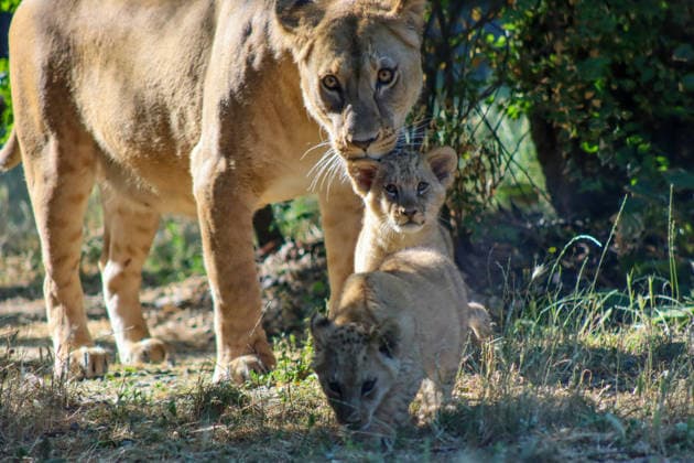 Accompanied by Asma, their four-year-old mother, the two lion cubs, Isis and Inaya, take their first steps at the Paris Zoological Park in France on June 24, 2026. these two two-month-old lionesses embody hope for the conservation of Northern Lions. They are the first lion cubs born here since 2016 at this zoo, which is part of the National Museum of Natural History in Paris. Enzo Hingant Bertrand Bestimage Accompanied by their four-year-old mother, Asma, two lion cubs—Isis and Inaya—take their first steps at the Paris Zoological Park in France on June 24, 2026. These two two-month-old lionesses embody hope for the conservation of North African lions. They are the first lion cubs to be born at this zoo—part of the National Museum of Natura  Copyright: xEnzoxHingant-Bertrandx xBestimagexEnzoxHingant-Bertrandx xBestimagex