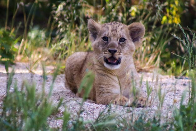 Accompanied by Asma, their four-year-old mother, the two lion cubs, Isis and Inaya, take their first steps at the Paris Zoological Park in France on June 24, 2026. these two two-month-old lionesses embody hope for the conservation of Northern Lions. They are the first lion cubs born here since 2016 at this zoo, which is part of the National Museum of Natural History in Paris. Enzo Hingant Bertrand Bestimage Accompanied by their four-year-old mother, Asma, two lion cubs—Isis and Inaya—take their first steps at the Paris Zoological Park in France on June 24, 2026. These two two-month-old lionesses embody hope for the conservation of North African lions. They are the first lion cubs to be born at this zoo—part of the National Museum of Natura  Copyright: xEnzoxHingant-Bertrandx xBestimagexEnzoxHingant-Bertrandx xBestimagex