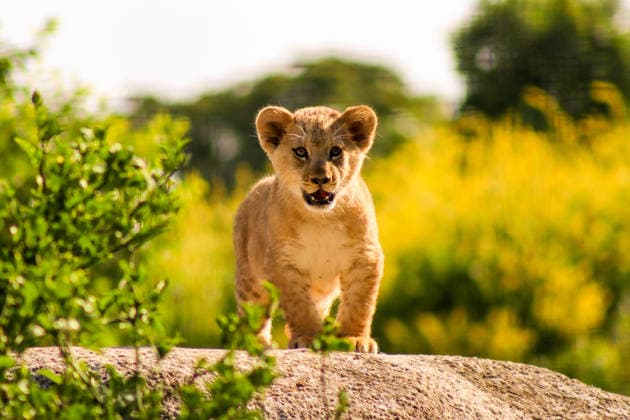 Accompanied by Asma, their four-year-old mother, the two lion cubs, Isis and Inaya, take their first steps at the Paris Zoological Park in France on June 24, 2026. these two two-month-old lionesses embody hope for the conservation of Northern Lions. They are the first lion cubs born here since 2016 at this zoo, which is part of the National Museum of Natural History in Paris. Enzo Hingant Bertrand Bestimage Accompanied by their four-year-old mother, Asma, two lion cubs—Isis and Inaya—take their first steps at the Paris Zoological Park in France on June 24, 2026. These two two-month-old lionesses embody hope for the conservation of North African lions. They are the first lion cubs to be born at this zoo—part of the National Museum of Natura  Copyright: xEnzoxHingant-Bertrandx xBestimagexEnzoxHingant-Bertrandx xBestimagex
