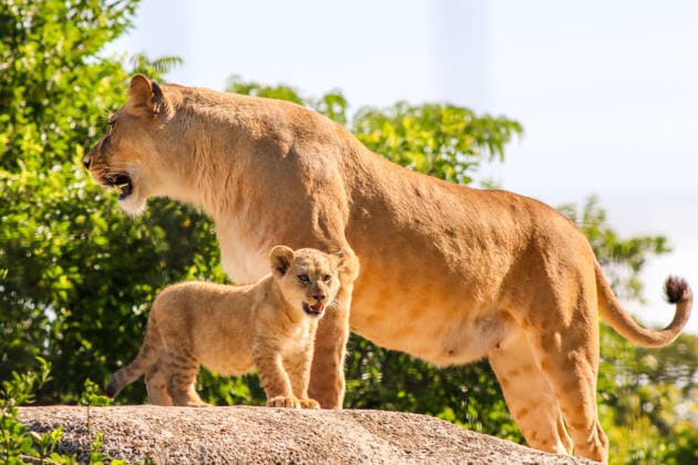 Accompanied by Asma, their four-year-old mother, the two lion cubs, Isis and Inaya, take their first steps at the Paris Zoological Park in France on June 24, 2026. these two two-month-old lionesses embody hope for the conservation of Northern Lions. They are the first lion cubs born here since 2016 at this zoo, which is part of the National Museum of Natural History in Paris. Enzo Hingant Bertrand Bestimage Accompanied by their four-year-old mother, Asma, two lion cubs—Isis and Inaya—take their first steps at the Paris Zoological Park in France on June 24, 2026. These two two-month-old lionesses embody hope for the conservation of North African lions. They are the first lion cubs to be born at this zoo—part of the National Museum of Natura  Copyright: xEnzoxHingant-Bertrandx xBestimagexEnzoxHingant-Bertrandx xBestimagex