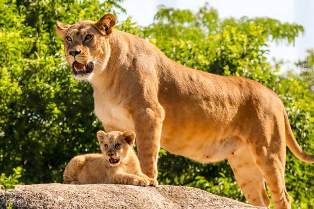 Accompanied by Asma, their four-year-old mother, the two lion cubs, Isis and Inaya, take their first steps at the Paris Zoological Park in France on June 24, 2026. these two two-month-old lionesses embody hope for the conservation of Northern Lions. They are the first lion cubs born here since 2016 at this zoo, which is part of the National Museum of Natural History in Paris. Enzo Hingant Bertrand Bestimage Accompanied by their four-year-old mother, Asma, two lion cubs—Isis and Inaya—take their first steps at the Paris Zoological Park in France on June 24, 2026. These two two-month-old lionesses embody hope for the conservation of North African lions. They are the first lion cubs to be born at this zoo—part of the National Museum of Natura  Copyright: xEnzoxHingant-Bertrandx xBestimagexEnzoxHingant-Bertrandx xBestimagex