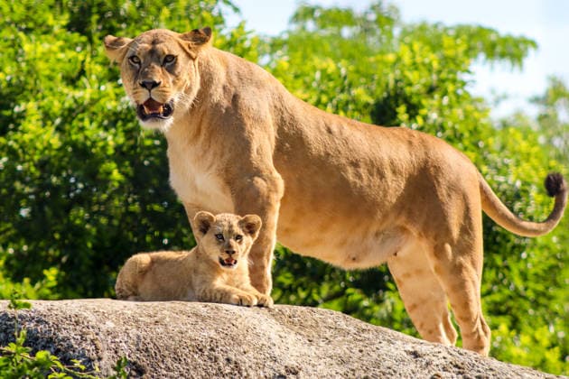 Accompanied by Asma, their four-year-old mother, the two lion cubs, Isis and Inaya, take their first steps at the Paris Zoological Park in France on June 24, 2026. these two two-month-old lionesses embody hope for the conservation of Northern Lions. They are the first lion cubs born here since 2016 at this zoo, which is part of the National Museum of Natural History in Paris. Enzo Hingant Bertrand Bestimage Accompanied by their four-year-old mother, Asma, two lion cubs—Isis and Inaya—take their first steps at the Paris Zoological Park in France on June 24, 2026. These two two-month-old lionesses embody hope for the conservation of North African lions. They are the first lion cubs to be born at this zoo—part of the National Museum of Natura  Copyright: xEnzoxHingant-Bertrandx xBestimagexEnzoxHingant-Bertrandx xBestimagex