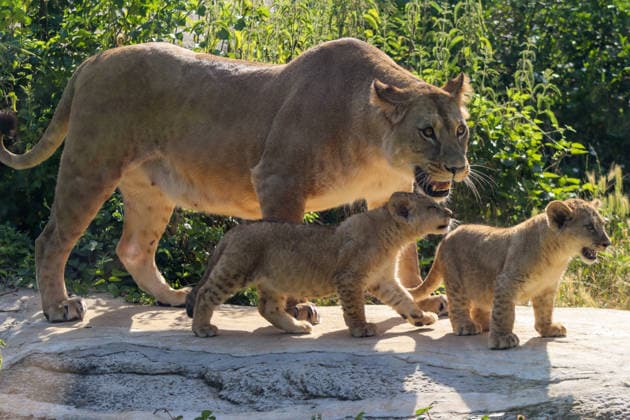 Accompanied by Asma, their four-year-old mother, the two lion cubs, Isis and Inaya, take their first steps at the Paris Zoological Park in France on June 24, 2026. these two two-month-old lionesses embody hope for the conservation of Northern Lions. They are the first lion cubs born here since 2016 at this zoo, which is part of the National Museum of Natural History in Paris. Enzo Hingant Bertrand Bestimage Accompanied by their four-year-old mother, Asma, two lion cubs—Isis and Inaya—take their first steps at the Paris Zoological Park in France on June 24, 2026. These two two-month-old lionesses embody hope for the conservation of North African lions. They are the first lion cubs to be born at this zoo—part of the National Museum of Natura  Copyright: xEnzoxHingant-Bertrandx xBestimagexEnzoxHingant-Bertrandx xBestimagex