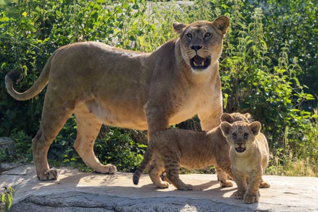 Accompanied by Asma, their four-year-old mother, the two lion cubs, Isis and Inaya, take their first steps at the Paris Zoological Park in France on June 24, 2026. these two two-month-old lionesses embody hope for the conservation of Northern Lions. They are the first lion cubs born here since 2016 at this zoo, which is part of the National Museum of Natural History in Paris. Enzo Hingant Bertrand Bestimage Accompanied by their four-year-old mother, Asma, two lion cubs—Isis and Inaya—take their first steps at the Paris Zoological Park in France on June 24, 2026. These two two-month-old lionesses embody hope for the conservation of North African lions. They are the first lion cubs to be born at this zoo—part of the National Museum of Natura  Copyright: xEnzoxHingant-Bertrandx xBestimagexEnzoxHingant-Bertrandx xBestimagex