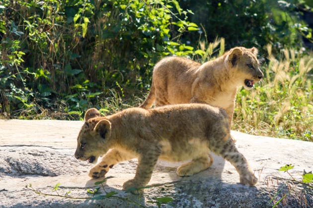 Accompanied by Asma, their four-year-old mother, the two lion cubs, Isis and Inaya, take their first steps at the Paris Zoological Park in France on June 24, 2026. these two two-month-old lionesses embody hope for the conservation of Northern Lions. They are the first lion cubs born here since 2016 at this zoo, which is part of the National Museum of Natural History in Paris. Enzo Hingant Bertrand Bestimage Accompanied by their four-year-old mother, Asma, two lion cubs—Isis and Inaya—take their first steps at the Paris Zoological Park in France on June 24, 2026. These two two-month-old lionesses embody hope for the conservation of North African lions. They are the first lion cubs to be born at this zoo—part of the National Museum of Natura  Copyright: xEnzoxHingant-Bertrandx xBestimagexEnzoxHingant-Bertrandx xBestimagex