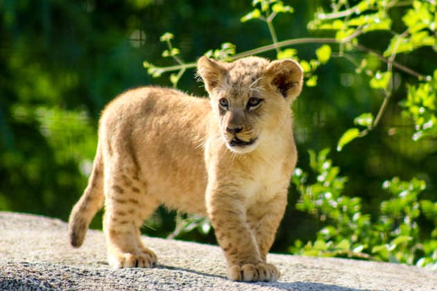 Accompanied by Asma, their four-year-old mother, the two lion cubs, Isis and Inaya, take their first steps at the Paris Zoological Park in France on June 24, 2026. these two two-month-old lionesses embody hope for the conservation of Northern Lions. They are the first lion cubs born here since 2016 at this zoo, which is part of the National Museum of Natural History in Paris. Enzo Hingant Bertrand Bestimage Accompanied by their four-year-old mother, Asma, two lion cubs—Isis and Inaya—take their first steps at the Paris Zoological Park in France on June 24, 2026. These two two-month-old lionesses embody hope for the conservation of North African lions. They are the first lion cubs to be born at this zoo—part of the National Museum of Natura  Copyright: xEnzoxHingant-Bertrandx xBestimagexEnzoxHingant-Bertrandx xBestimagex