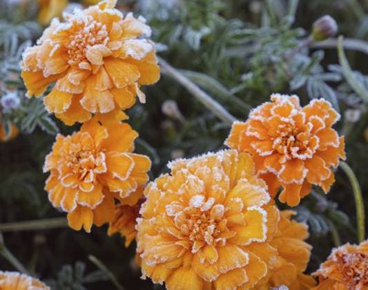 Mit Raureif bedeckte Ringelblumenblüten. Frost in der Herbstsaison Calendula flowers covered with hoarfrost. Frost in Autumn season Copyright: imageBROKER SergxZastavkinxSerge ibxiqx18037335.jpg