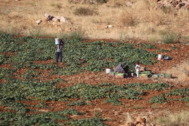 Palestinians Harvest Snake Cucumbers Near Hebron HEBRON, WEST BANK JUNE 25, 2026: Palestinian farmers harvest snake cucumbers (faqous) in the village of Qalqas, south of Hebron in the occupied West Bank. Snake cucumber is a traditional summer crop widely cultivated in the region and sold in local markets. HEBRON Palestine, State of Copyright: x xMosabxshawerx xJNAxPressx