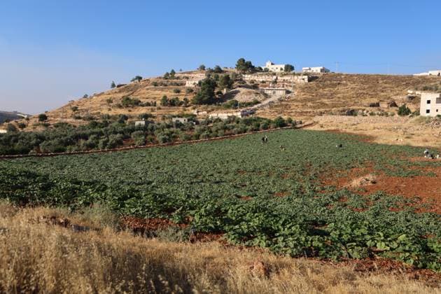 Palestinians Harvest Snake Cucumbers Near Hebron HEBRON, WEST BANK JUNE 25, 2026: Palestinian farmers harvest snake cucumbers (faqous) in the village of Qalqas, south of Hebron in the occupied West Bank. Snake cucumber is a traditional summer crop widely cultivated in the region and sold in local markets. HEBRON Palestine, State of Copyright: x xMosabxshawerx xJNAxPressx