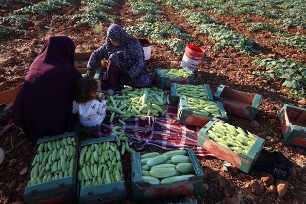 Palestinians Harvest Snake Cucumbers Near Hebron HEBRON, WEST BANK JUNE 25, 2026: Palestinian farmers harvest snake cucumbers (faqous) in the village of Qalqas, south of Hebron in the occupied West Bank. Snake cucumber is a traditional summer crop widely cultivated in the region and sold in local markets. HEBRON Palestine, State of Copyright: x xMosabxshawerx xJNAxPressx