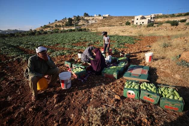 Palestinians Harvest Snake Cucumbers Near Hebron HEBRON, WEST BANK JUNE 25, 2026: Palestinian farmers harvest snake cucumbers (faqous) in the village of Qalqas, south of Hebron in the occupied West Bank. Snake cucumber is a traditional summer crop widely cultivated in the region and sold in local markets. HEBRON Palestine, State of Copyright: x xMosabxshawerx xJNAxPressx