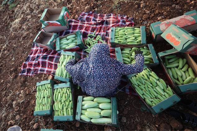 Palestinians Harvest Snake Cucumbers Near Hebron HEBRON, WEST BANK JUNE 25, 2026: Palestinian farmers harvest snake cucumbers (faqous) in the village of Qalqas, south of Hebron in the occupied West Bank. Snake cucumber is a traditional summer crop widely cultivated in the region and sold in local markets. HEBRON Palestine, State of Copyright: x xMosabxshawerx xJNAxPressx