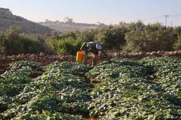 Palestinians Harvest Snake Cucumbers Near Hebron HEBRON, WEST BANK JUNE 25, 2026: Palestinian farmers harvest snake cucumbers (faqous) in the village of Qalqas, south of Hebron in the occupied West Bank. Snake cucumber is a traditional summer crop widely cultivated in the region and sold in local markets. HEBRON Palestine, State of Copyright: x xMosabxshawerx xJNAxPressx