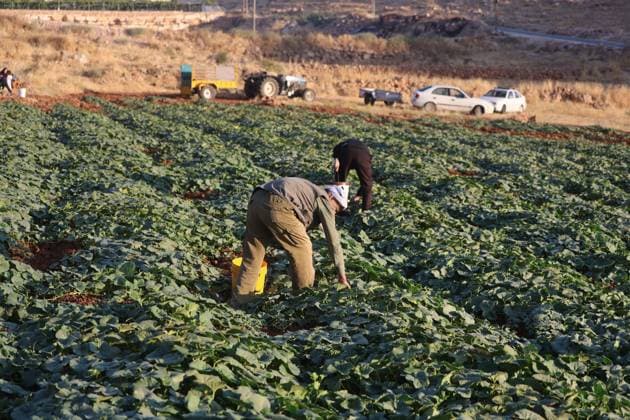 Palestinians Harvest Snake Cucumbers Near Hebron HEBRON, WEST BANK JUNE 25, 2026: Palestinian farmers harvest snake cucumbers (faqous) in the village of Qalqas, south of Hebron in the occupied West Bank. Snake cucumber is a traditional summer crop widely cultivated in the region and sold in local markets. HEBRON Palestine, State of Copyright: x xMosabxshawerx xJNAxPressx