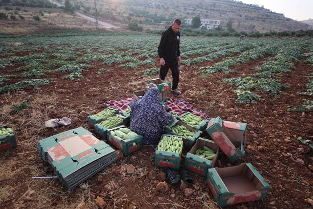 Palestinians Harvest Snake Cucumbers Near Hebron HEBRON, WEST BANK JUNE 25, 2026: Palestinian farmers harvest snake cucumbers (faqous) in the village of Qalqas, south of Hebron in the occupied West Bank. Snake cucumber is a traditional summer crop widely cultivated in the region and sold in local markets. HEBRON Palestine, State of Copyright: x xMosabxshawerx xJNAxPressx