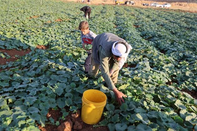 Palestinians Harvest Snake Cucumbers Near Hebron HEBRON, WEST BANK JUNE 25, 2026: Palestinian farmers harvest snake cucumbers (faqous) in the village of Qalqas, south of Hebron in the occupied West Bank. Snake cucumber is a traditional summer crop widely cultivated in the region and sold in local markets. HEBRON Palestine, State of Copyright: x xMosabxshawerx xJNAxPressx