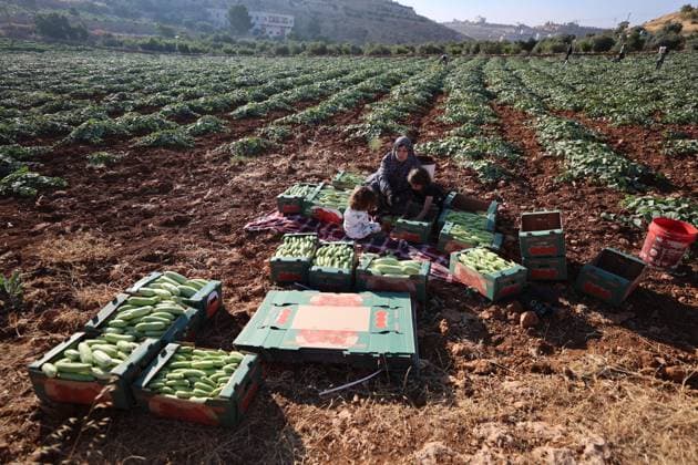Palestinians Harvest Snake Cucumbers Near Hebron HEBRON, WEST BANK JUNE 25, 2026: Palestinian farmers harvest snake cucumbers (faqous) in the village of Qalqas, south of Hebron in the occupied West Bank. Snake cucumber is a traditional summer crop widely cultivated in the region and sold in local markets. HEBRON Palestine, State of Copyright: x xMosabxshawerx xJNAxPressx