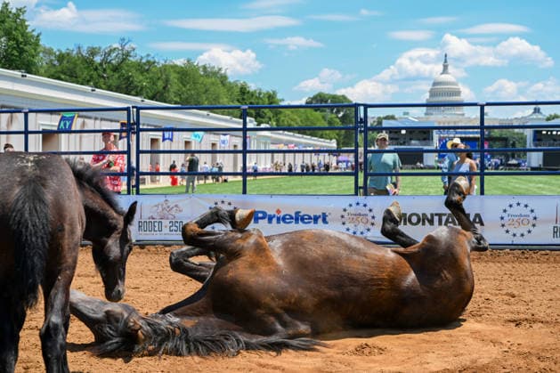 June 25, 2026, Washington, District Of Columbia, United States: A Horse rolls in the dirt at Great American State Fair on the National Mall in Washington, D.C., before participating in a rodeo demonstration during the Freedom 250 kickoff celebration. The event marks the launch of the White House-led initiative commemorating the upcoming 250th anniversary of the United States. Washington United States - ZUMAk206 20260625_znp_k206_001 Copyright: xMattxKaminskyx