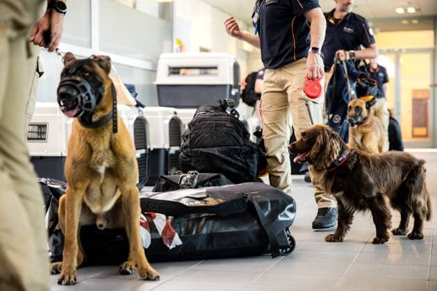 EINDHOVEN - A Dutch rescue team is departing from Eindhoven Air Base for Venezuela to provide aid following the earthquakes that struck the country. The Urban Search and Rescue team is heading there with 65 rescue workers, eight dogs, and equipment. ROB ENGELAAR ANP netherlands out - belgium out  Copyright: xx x562041122x originalFilename: 562041122.jpg