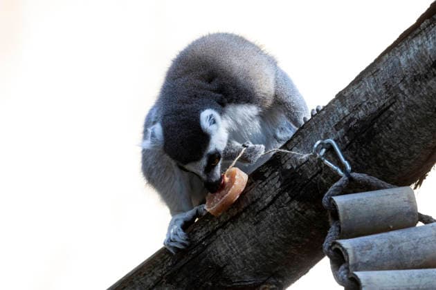 June 26, 2026, Roma, Italia: Staff at Bioparco Zoo in Rome distributes frozen food to animals due to high temperatures. Rome, June 26, 2026. ANSA MASSIMO PERCOSSI Roma Italia  - ZUMAa110 20260626_zaf_a110_002 Copyright: xAnsa MassimoxPercossix