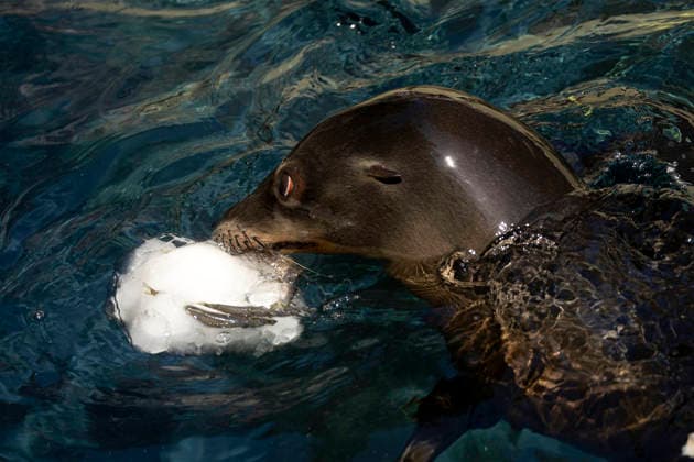 June 26, 2026, Roma, Italia: Staff at Bioparco Zoo in Rome distributes frozen food to animals due to high temperatures. Rome, June 26, 2026. ANSA MASSIMO PERCOSSI Roma Italia  - ZUMAa110 20260626_zaf_a110_003 Copyright: xAnsa MassimoxPercossix