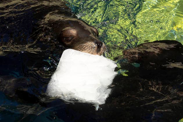 June 26, 2026, Roma, Italia: Staff at Bioparco Zoo in Rome distributes frozen food to animals due to high temperatures. Rome, June 26, 2026. ANSA MASSIMO PERCOSSI Roma Italia  - ZUMAa110 20260626_zaf_a110_004 Copyright: xAnsa MassimoxPercossix