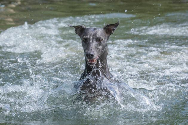 June 26, 2026, London, London, UK: London, UK. A dog cools off in the pool at Battersea Park as an amber extreme heat warning remains in effect for London for the third consecutive day. London UK  - ZUMAl94_ 20260626_zaf_l94_030 Copyright: xMarcinxNowakx