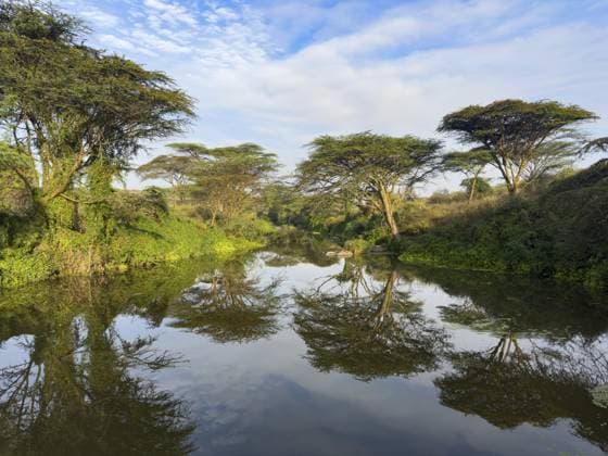 Fluss Mbaghati zwischen Akazien, Spiegelung im Morgenlicht, Savannenlandschaft, Nairobi Nationalpark, Nairobi, Kenia Mbaghati river between acacias, reflection in morning light, savanna landscape, Nairobi National Park, Nairobi, Kenya Copyright: imageBROKER Marax&xMoritzxWolf ibxmzf17822644.jpg