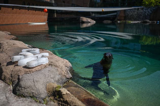 African heatwave reaches Poland WROCLAW, POLAND - JUNE 26: A seal enjoys a fish ice-cream prepared by the zookeepers during a heatwave at the Wroclaw Zoo in Wroclaw, Poland on June 26, 2026. An African heatwave that has been all over Europe is now reaching Poland. Coming days is expected temperatures to reach 40 Celsius degrees in several parts of the country. Omar Marques Anadolu Wroclaw Poland. Editorial use only. Please get in touch for any other usage.  Copyright: x2026xAnadoluxOmarxMarquesx