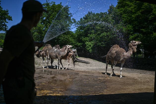 African heatwave reaches Poland WROCLAW, POLAND - JUNE 26: A zookeeper refreshes the camels during a heatwave at the Wroclaw Zoo in Wroclaw, Poland on June 26, 2026. An African heatwave that has been all over Europe is now reaching Poland. Coming days is expected temperatures to reach 40 Celsius degrees in several parts of the country. Omar Marques Anadolu Wroclaw Poland. Editorial use only. Please get in touch for any other usage.  Copyright: x2026xAnadoluxOmarxMarquesx