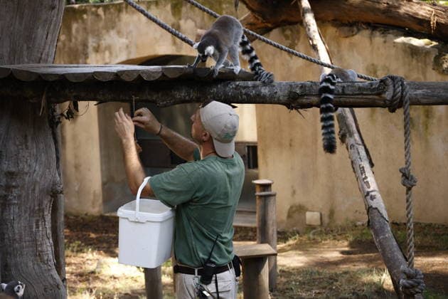 Zoo animals receive frozen treats during Rome heatwave ROME, ITALY - JUNE 26: Zookeepers give frozen treats to animals to help them beat the heat during heatwave at Bioparco Zoo in Rome, Italy on June 26, 2026. Claudia Chieppa Anadolu Rome Italy. Editorial use only. Please get in touch for any other usage.  Copyright: x2026xAnadoluxClaudiaxChieppax