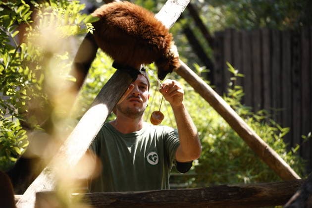 Zoo animals receive frozen treats during Rome heatwave ROME, ITALY - JUNE 26: Zookeepers give frozen treats to animals to help them beat the heat during heatwave at Bioparco Zoo in Rome, Italy on June 26, 2026. Claudia Chieppa Anadolu Rome Italy. Editorial use only. Please get in touch for any other usage.  Copyright: x2026xAnadoluxClaudiaxChieppax