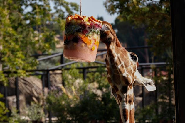 Zoo animals receive frozen treats during Rome heatwave ROME, ITALY - JUNE 26: Giraffe eats frozen treats as zookeepers give them to beat the heat during heatwave at Bioparco Zoo in Rome, Italy on June 26, 2026. Claudia Chieppa Anadolu Rome Italy. Editorial use only. Please get in touch for any other usage.  Copyright: x2026xAnadoluxClaudiaxChieppax