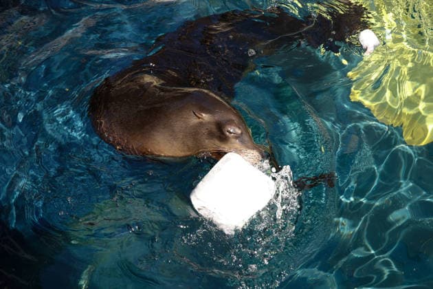 Zoo animals receive frozen treats during Rome heatwave ROME, ITALY - JUNE 26: Zookeepers give frozen treats to animals to help them beat the heat during heatwave at Bioparco Zoo in Rome, Italy on June 26, 2026. Claudia Chieppa Anadolu Rome Italy. Editorial use only. Please get in touch for any other usage.  Copyright: x2026xAnadoluxClaudiaxChieppax