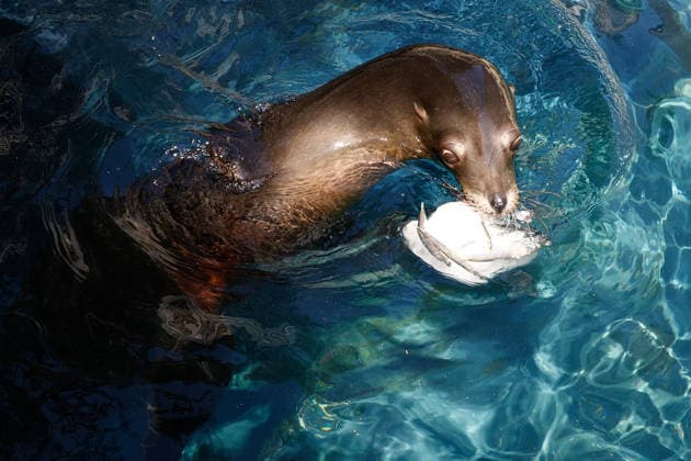 Zoo animals receive frozen treats during Rome heatwave ROME, ITALY - JUNE 26: Zookeepers give frozen treats to animals to help them beat the heat during heatwave at Bioparco Zoo in Rome, Italy on June 26, 2026. Claudia Chieppa Anadolu Rome Italy. Editorial use only. Please get in touch for any other usage.  Copyright: x2026xAnadoluxClaudiaxChieppax