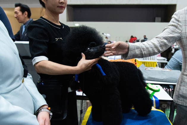 Thailand International Dog Show 2026 in Bangkok, Thailand - 26 Jun 2026 A competitor seen preparing a Poodle dog during the Thailand International Dog Show 2026 at Impact Muang Thong. Bangkok Thailand Copyright: xPeeraponxBoonyakiatx xSOPAxImagesx Dog Show 2026-2