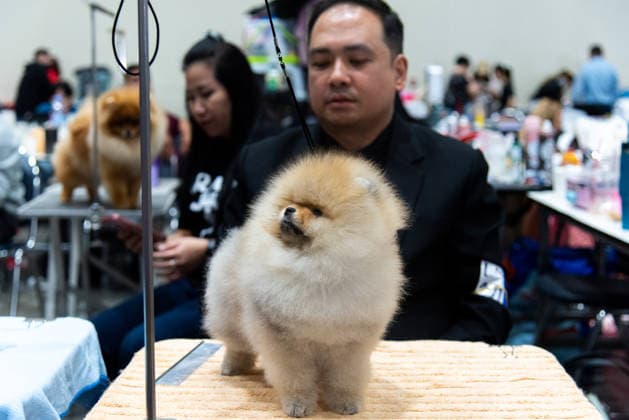Thailand International Dog Show 2026 in Bangkok, Thailand - 26 Jun 2026 A competitor prepares a Pomeranian dog during the Thailand International Dog Show 2026 at Impact Muang Thong. Bangkok Thailand Copyright: xPeeraponxBoonyakiatx xSOPAxImagesx Dog Show 2026-3