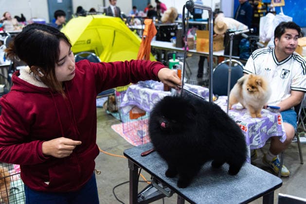 Thailand International Dog Show 2026 in Bangkok, Thailand - 26 Jun 2026 Competitors seen preparing their dogs during the Thailand International Dog Show 2026 at Impact Muang Thong. Bangkok Thailand Copyright: xPeeraponxBoonyakiatx xSOPAxImagesx Dog Show 2026-5