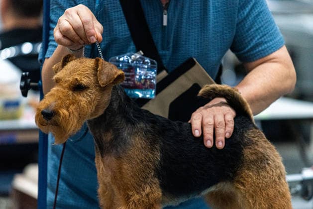 Thailand International Dog Show 2026 in Bangkok, Thailand - 26 Jun 2026 A competitor prepares a Terrier dog during the Thailand International Dog Show 2026 at Impact Muang Thong. Bangkok Thailand Copyright: xPeeraponxBoonyakiatx xSOPAxImagesx Dog Show 2026-7